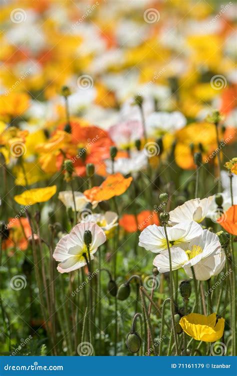 Colorful Poppy Field White Yellow Orange Stock Image - Image of beautiful, bloom: 71161179