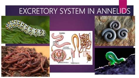 Animals' excretion