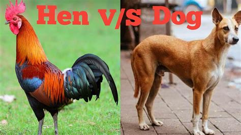 Hen And Dog Fight Video||Funny Pet Animals video - YouTube