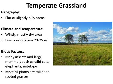 PPT - Temperate Forest PowerPoint Presentation, free download - ID:2171438