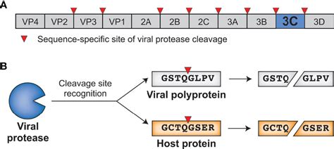 Frontiers | Running With Scissors: Evolutionary Conflicts Between Viral Proteases and the Host ...