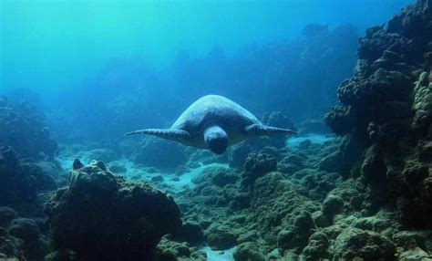 South Maui: Snorkeling Tour for Non-Swimmers in Kihei | GetYourGuide