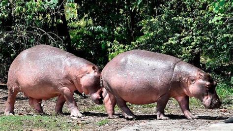 Colombia Sterilising Escobar's Growing Hippo Herd - The St Kitts Nevis ...