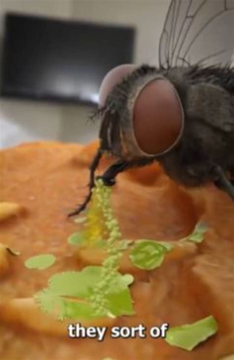 What flies actually do when they land on your food revealed | The Advertiser