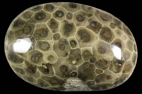 2.9" Polished Petoskey Stone (Fossil Coral) - Michigan (#156109) For ...