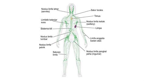 Tanda-tanda Kanser Limfoma dan Cara Merawatnya