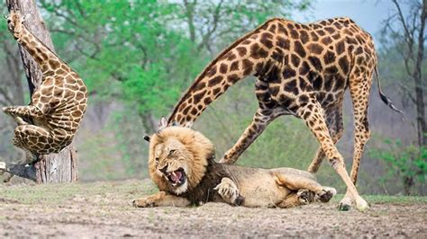 Wildlife Brave Giraffe Kick Five Lion To Save Baby Lion VS Giraffe ...