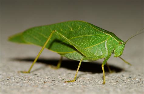 Miscellaneous Insects: Katydids, Cicadas, Ladybugs, Mantises, Spiders and other Insects