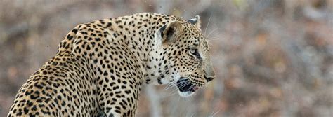 Leopard Hills Lodge - African Photo Safari