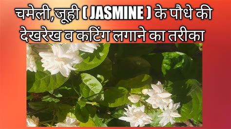 Jasmine plant grow and care tips जैस्मीन की देखरेख व कटिंग लगाने क तरीका How to grow jasmine ...