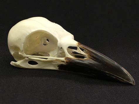 Carrion Crow Skull - Corvus corone | Darwin and Wallace: A Nature ...