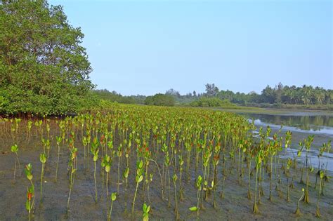 Download free photo of Mangrove,seedlings,plantation,creek,tidal forest - from needpix.com