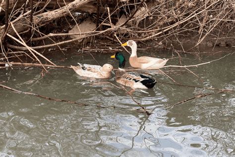 Raising Ducks in the Winter: Everything You Need to Know