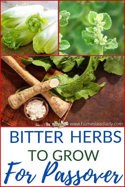 Grow Bitter Herbs for Passover • Homestead Lady