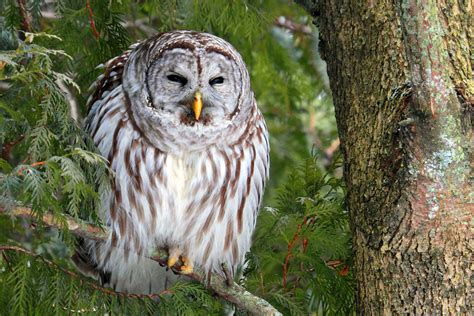 Learn to Identify Five Owls by Their Calls | Audubon