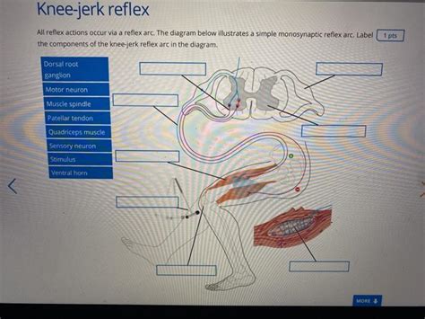 Solved Knee-jerk reflex All reflex actions occur via a | Chegg.com