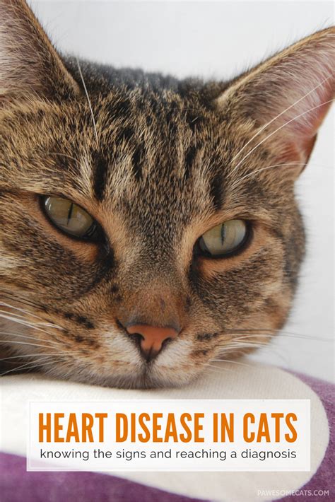 Signs of Heart Disease and Heart Failure in Cats #FeverNaturalRemedies | Signs of heart disease ...