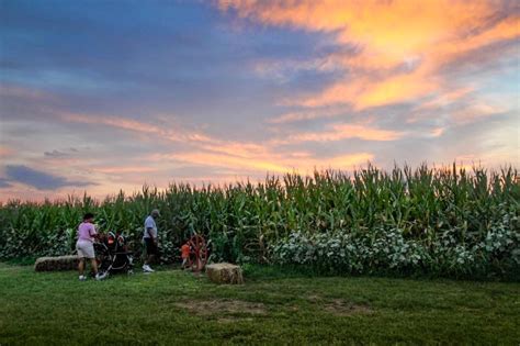 Corn Maze | Lynd Fruit Farm