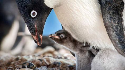 Penguins review: Disneynature celebrates Earth Day | The Kansas City Star