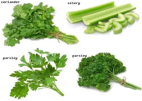 daun parsley dalam bahasa malaysia - MaximiliantaroCalderon