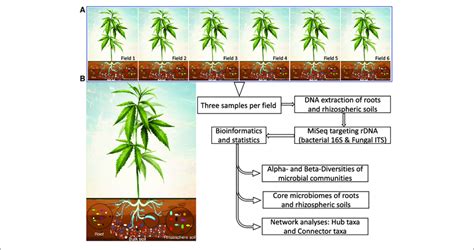 | Schematic illustration showing the experimental workflow of a clonal... | Download Scientific ...