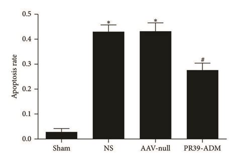 Evaluation of apoptosis rate by TUNEL staining. (a) Representative... | Download Scientific Diagram