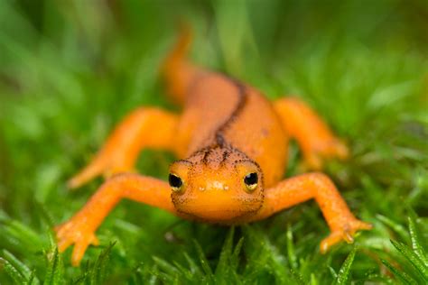 Eastern red-spotted newt (red eft) | Massachusetts | Patrick Zephyr Photography