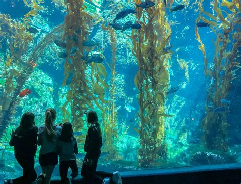 Birch Aquarium San Diego Insider's Guide: Top Exhibits, Hours, Tickets | La Jolla Mom