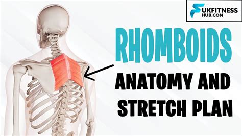 Rhomboid Major and Minor Anatomy and Best Stretches For Tightness ...