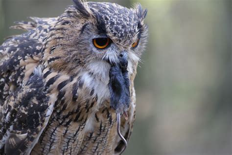 EAGLE OWL | Hunting with birds of prey day in leicester | ferret23 | Flickr