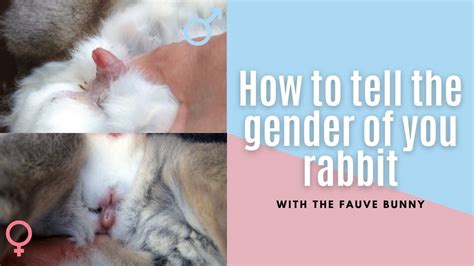 How to tell the gender of your rabbit? - YouTube