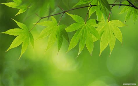 Free download wallpaper Green leaves 3 wallpaper 1680x1050 wallpaper ...