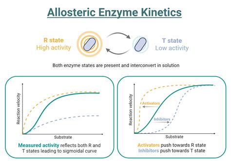 Allosteric Inhibition: Mechanism, Cooperativity, Examples