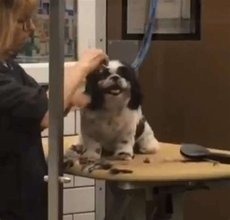 PetSmart groomer fired after video showing her violently handling a dog goes viral