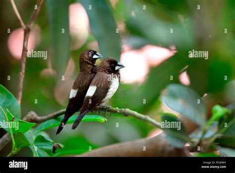 White rumped mania hi-res stock photography and images - Alamy