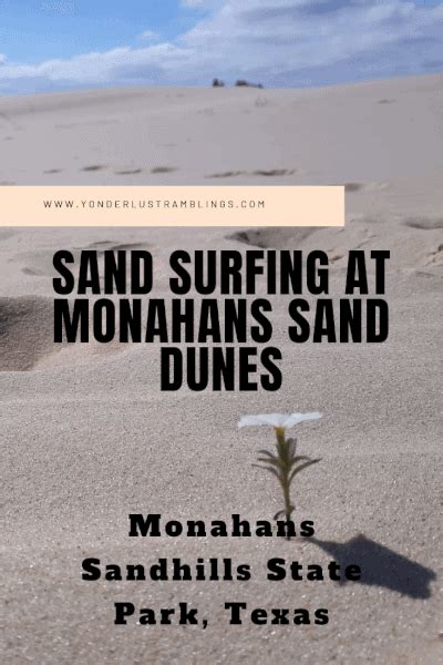 Sand Surfing at Monahans Sand Dunes: Monahans Sandhills State Park