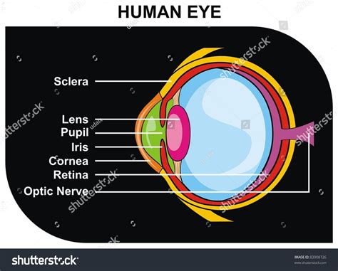 Human Eye Cross-Section Including Eye Parts (Sclera, Lens, Pupil, Iris ...