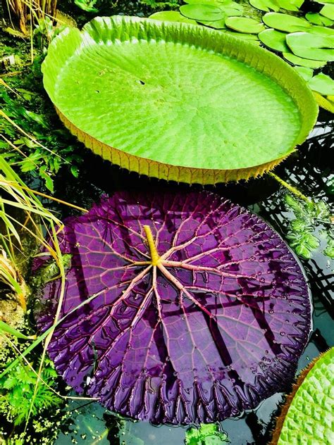 Amazon waterlily and its rarely-seen underside | Water lilies, Oxford botanic garden, Blooming ...