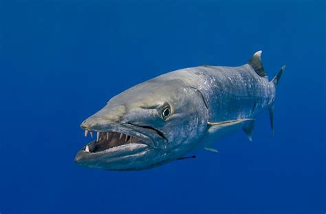 Barracuda | DiveHub.id