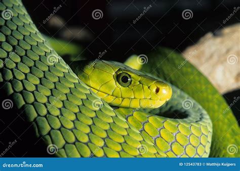 Green Mamba Snake Royalty-Free Stock Photography | CartoonDealer.com ...