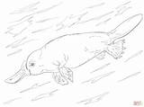 Duck Billed Platypus Swimming coloring page  Free Printable Coloring Pages sketch template