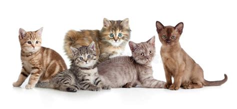 Different Kitten or Cats Group Stock Image - Image of isolated, kitty: 46153809