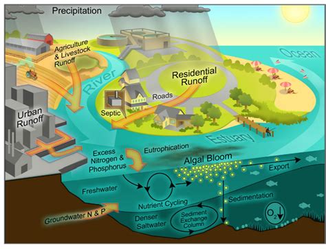 Harmful Algal Blooms | Phytoplankton Dynamics Lab