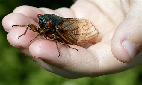 Cicadas are loud enough to damage your hearing... and the U.S. is about to be invaded by ...