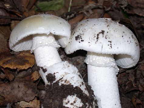 California Fungi: Amanita ocreata