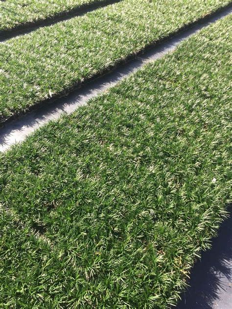 Dwarf Mondo Grass Lawn