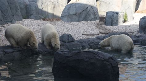 Growing polar bear family at Assiniboine Park Zoo, Journey to Churchill ...