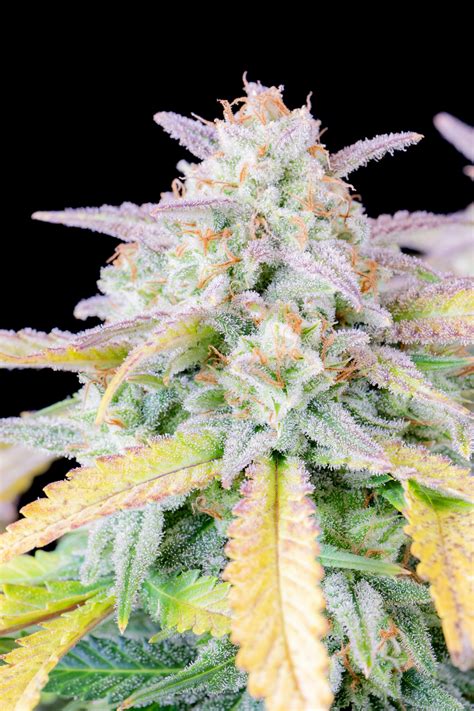 Buy Afghan Kush Auto Cannabis Seeds | Fast Buds