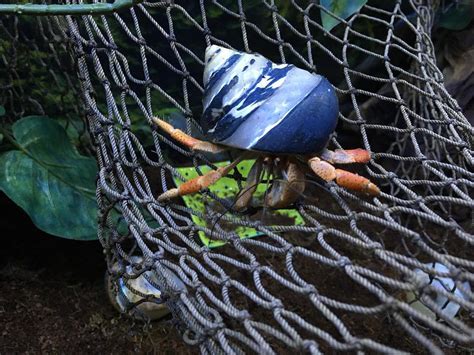 Hermit Crab Cottage: Hermit Crab Climbing Object Ideas