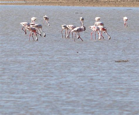 Pulicat Lake Bird Sanctuary - A Birder's Paradise | WildlifeZones